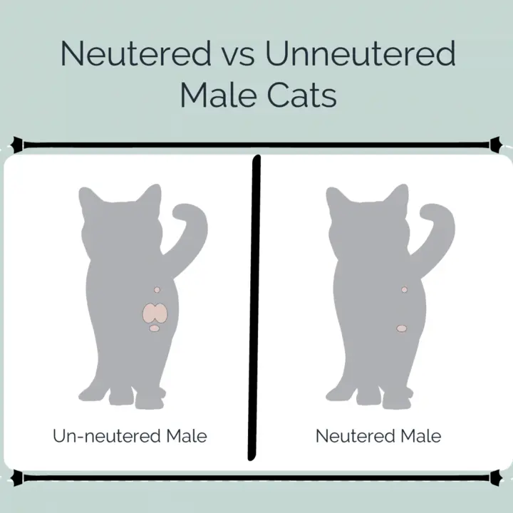 Unneutered Male Cat