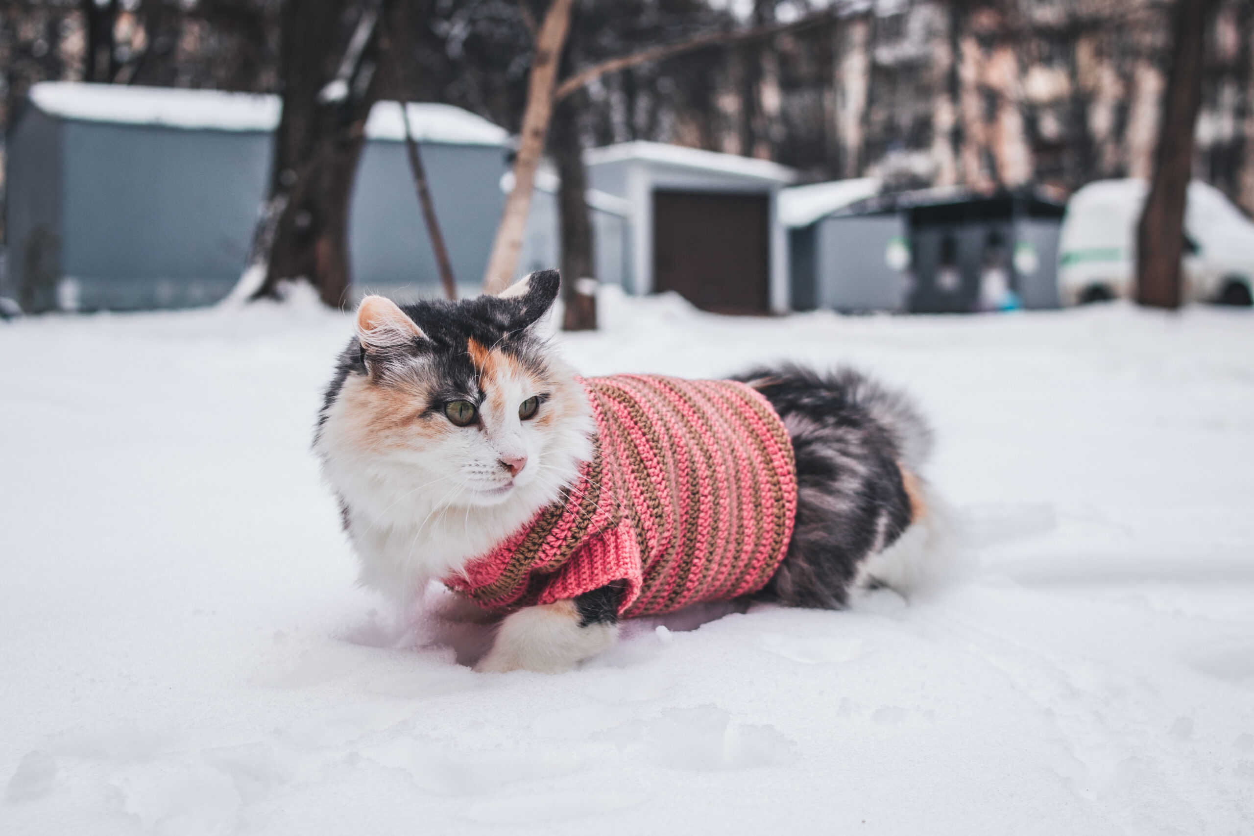 Siberian Cats Hypoallergenic